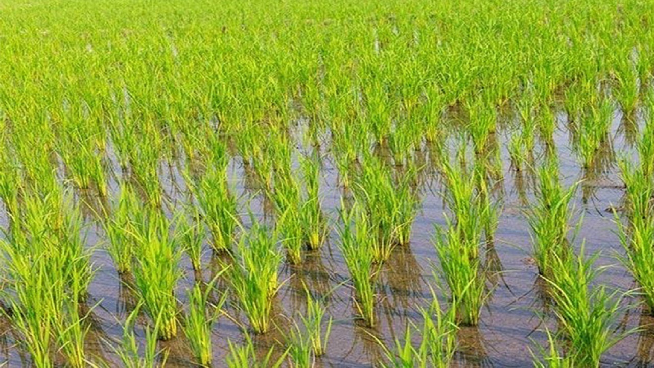 برداشت 10 هزار و 200 تن شلتوک از شالیزار‌های حاشیه رودخانه ارس