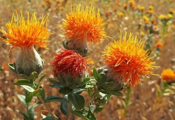 جهش تولید بیش از هفت هزار تن گلرنگ در مزارع کشاورزی استان فارس