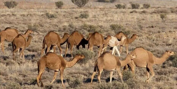 پرورش شتر در شهرستان مرند آذربایجان شرقی
