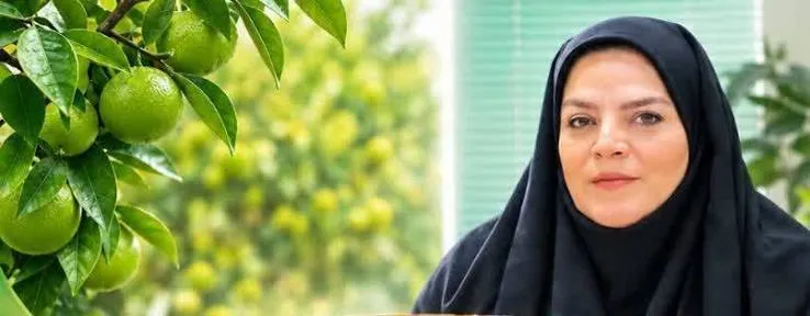 شهرستان قائمشهر دارای 16 هزار و 700 هکتارباغ مرکبات است