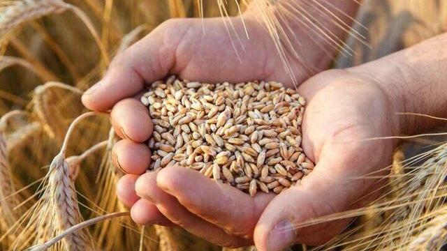 شیوه خرید گندم نیازمند اصلاح و استفاده از ظرفیت بورس است