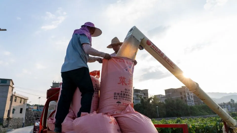 China’s grain supply stable amid global food security challenges