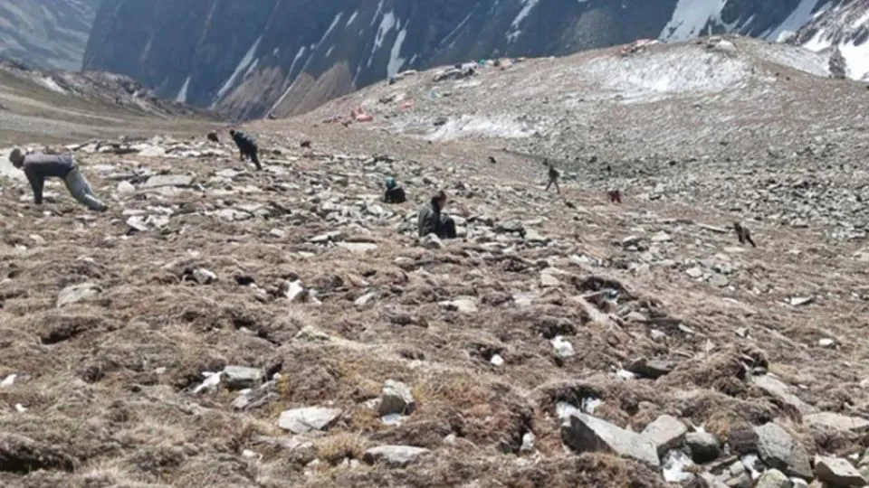 The dangerous hunt for yarsagumba is no longer paying off for collectors in Nepal’s Karnali province