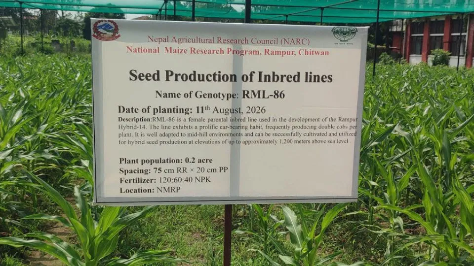 New hybrid maize variety ‘Saugat’ promises relief for farmers facing extreme weather in Nepal