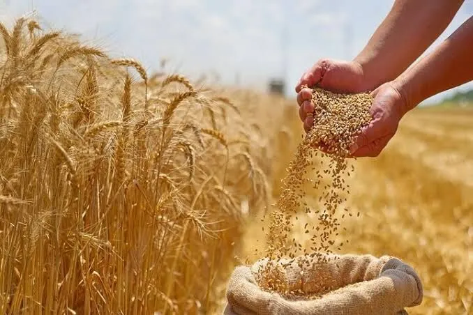 تحول در پرداخت خسارت گندم؛ کشاورزان سریع‌تر غرامت می‌گیرند
