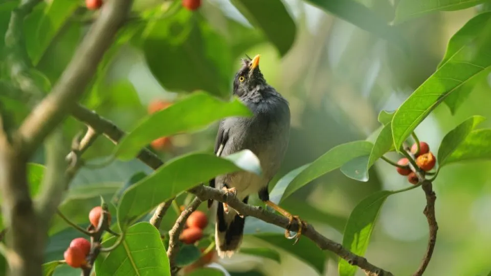 The banyan tree that became a restaurant for birds in Bangladesh