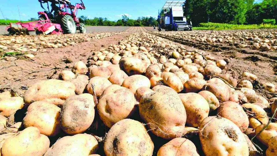 Japan’s Hokkaido farmers concerned about possible imports of US potatoes